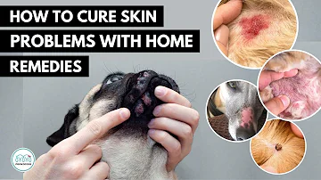 How To treat 5 Skin infection in dogs 🐕 with home remedies.