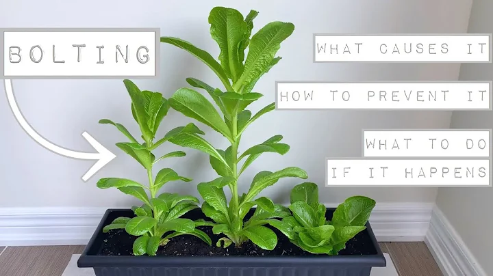 BOLTING In Lettuce [What Causes It - How to Prevent It - What To Do If It Happens]