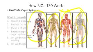 How BIOL 130 Works Video