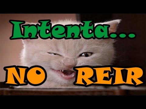 RETO: Intenta ver este Video SIN REIRTE! Los Gatos más graciosos del mundo