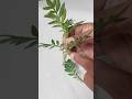 How to Grow Marigold from Cuttings?