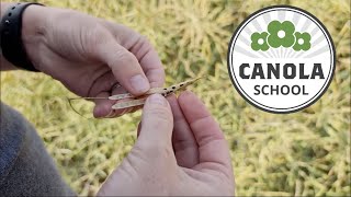 Canola School: Timing, tools, and traits to get more canola in the bin
