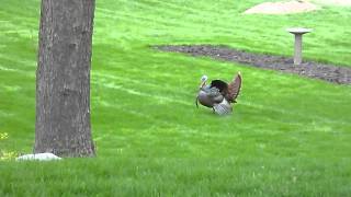 Tom Turkey courting the hens