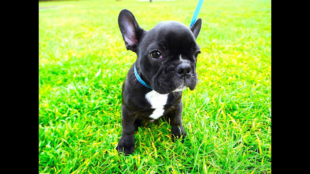 FRENCH BULLDOG PUPPY FIRST TIME OUTSIDE YouTube
