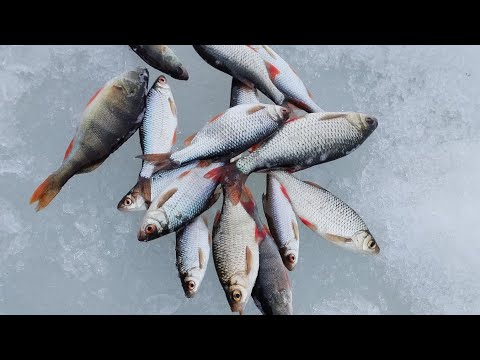 Плотва клюёт, дождь