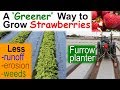 Furrow Cover Crops for 'Greener' Strawberries & other Plastic Mulched Crops