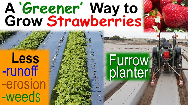 Furrow Cover Crops for 'Greener' Strawberries & ot...