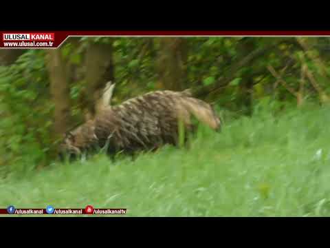 Türkiye'de ilk defa rakun köpeği görüldü