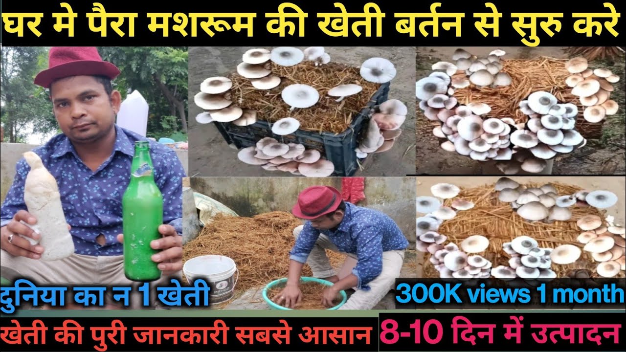 पैरा मशरूम 🍄 उत्पादन करने का तरीका paddy mushroom ki kheti paira