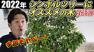 【いい植木は秋に選んでおけ】2022年おすすめのシンボルツリー第三弾