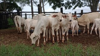 Tratando das vacas para deixar o pasto crescer!