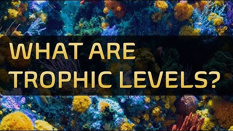 What are Trophic Level?