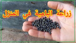 زراعة نبات البامية من البذور في المنزل البامية البلدية البامية العراقية البامية المصرية