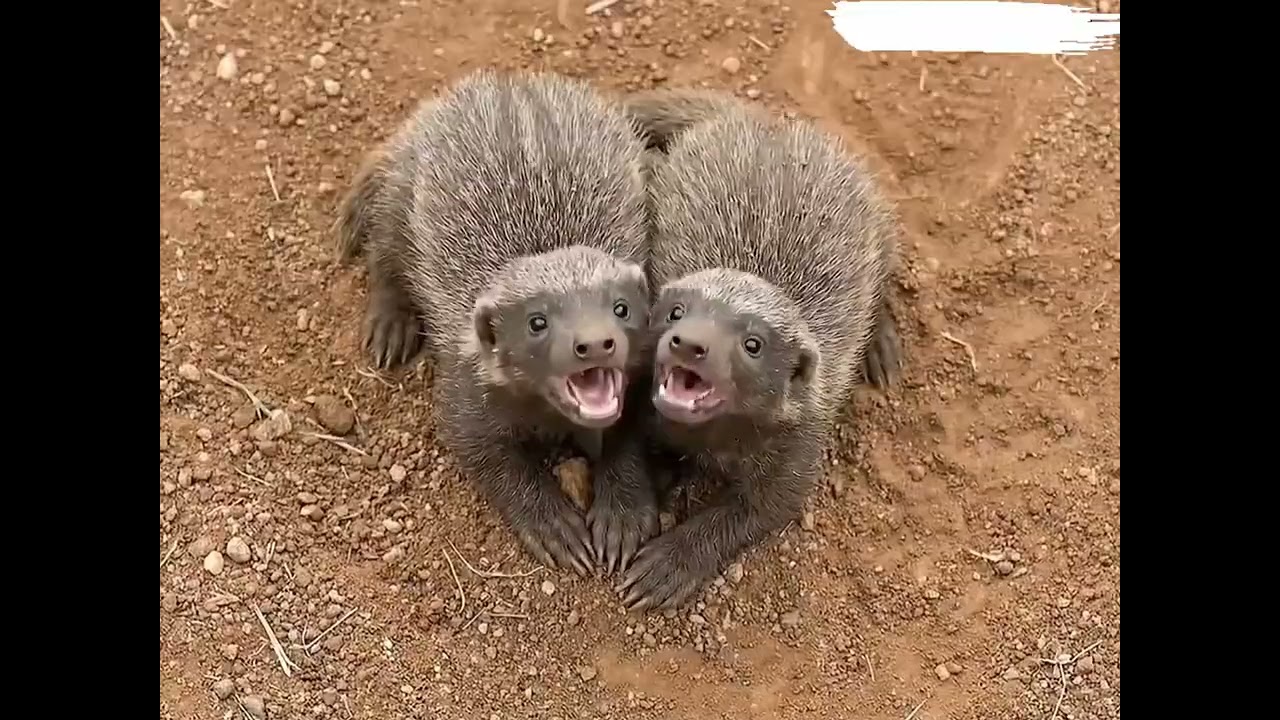 Snake and Badger Fight seen at Jungle Mangle 