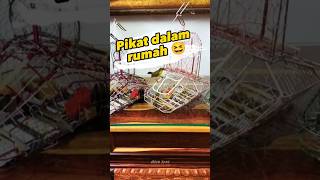 Download Lagu Pikat dalam rumah 😆 #pikatsogon #sogon MP3