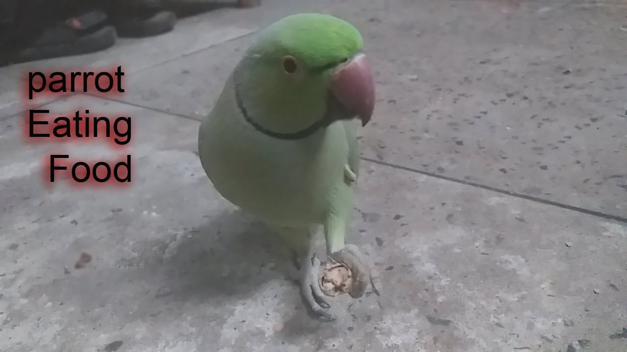 parrot eating food more Fun 😗 😊👈 YouTube