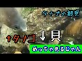 タナゴの繁殖期なのでタナゴを観察してみた。