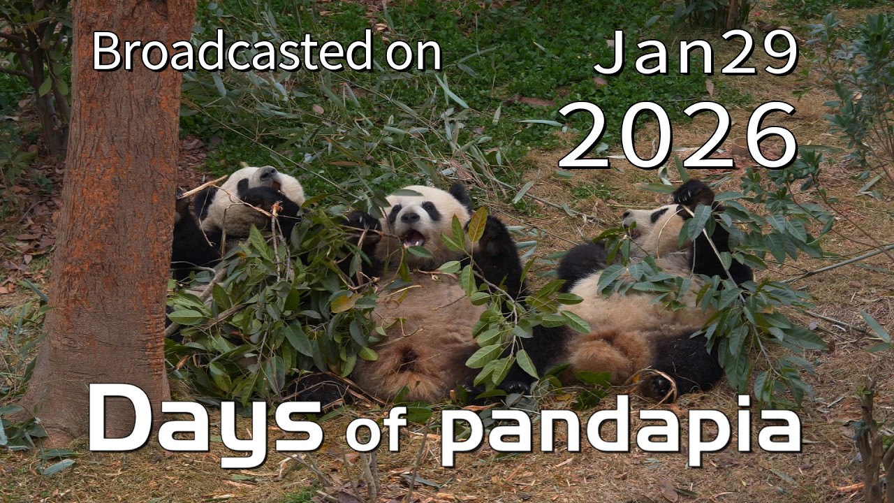 20260129 Лучшие моменты трансляции 08