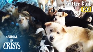 URGENT RESCUE! Multiple Dogs Spotted Dead At Dog Hoarder's House l Animal in Crisis Ep 387