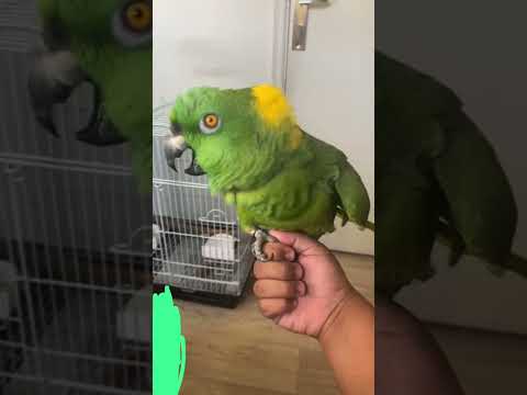 Amazon yellow naped super talking and friendly #Amazon #parrot #uae#