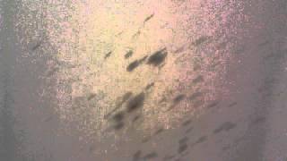 Fermentation explosion