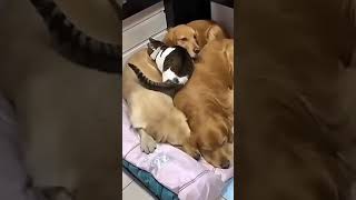 Cat and Dogs loves |  Cute dog and cats