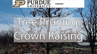 Tree Pruning: Crown Raising