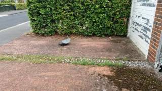Testing Heatwave