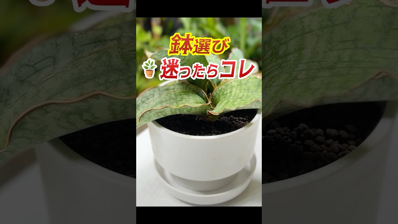 鉢選び🪴迷ったらコレ! #観葉植物 #plants #ダイソー