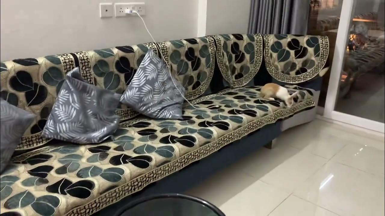 Why does my bunny hide under the couch?shorts rabbit bunny 2022