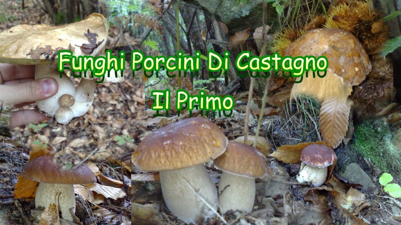 Funghi Porcini 2016 Il primo video del canale. Funghi dell'Appennino