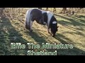 Effie the Miniature Shetland