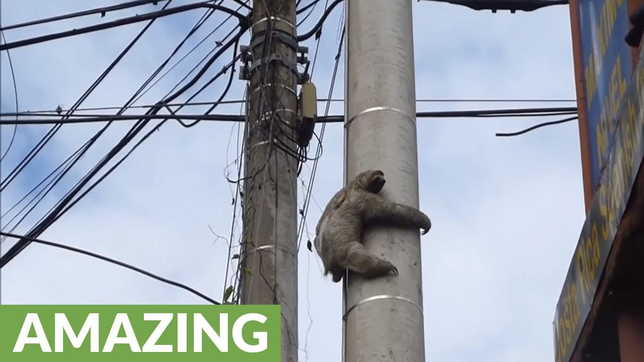 degrees 2 in  from pole telephone YouTube rescued Costa Sloth Rica