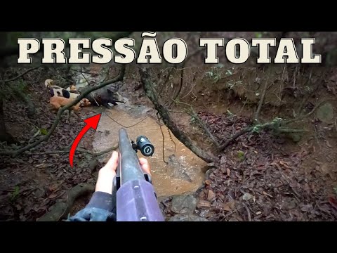 A EFICIÊNCIA DOS VIRA - LATAS | JAVALI BRASIL