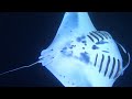 Big the Manta Rays