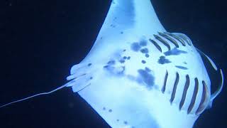 Big The Manta Rays