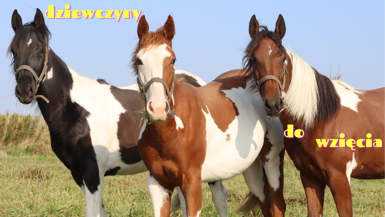 Klacze American Paint Horse na sprzedaż YouTube