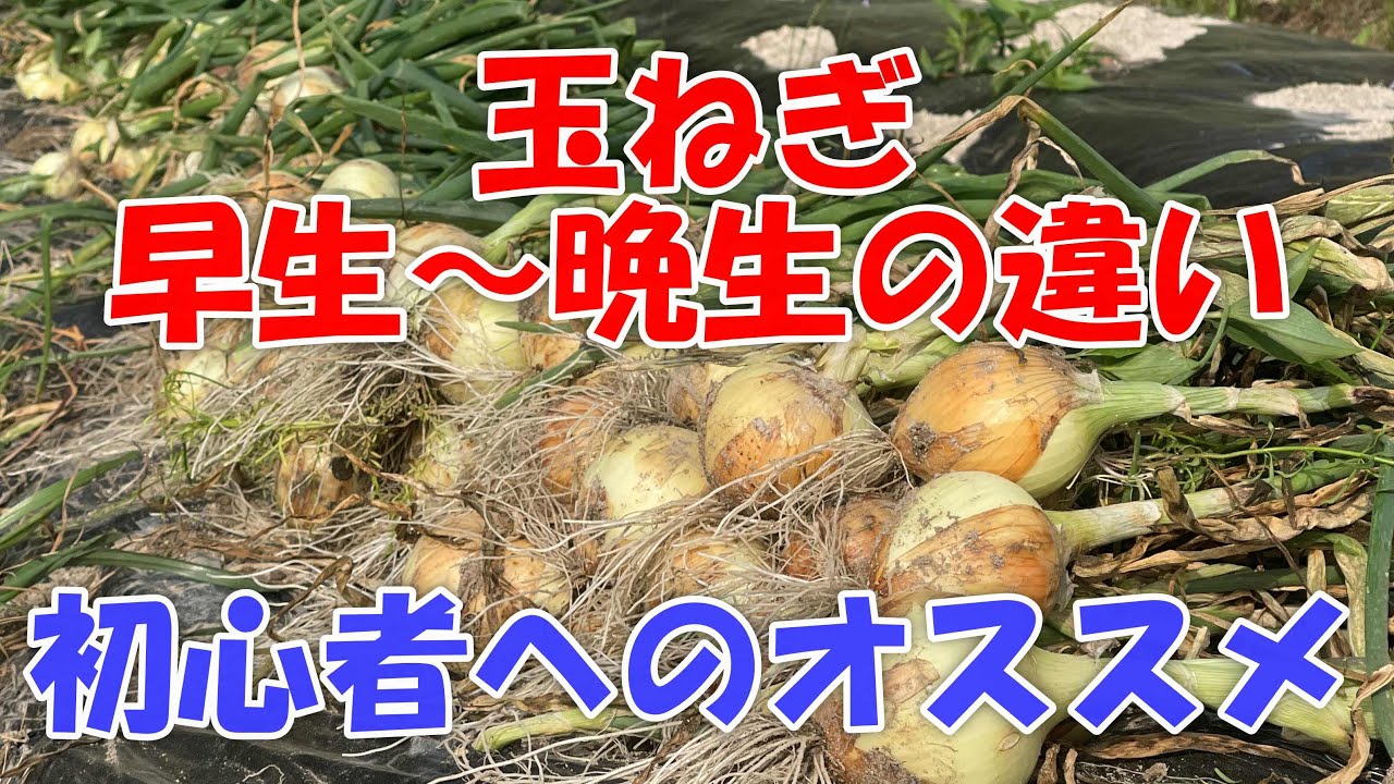 We will plant onions in November, and the growth switch is
