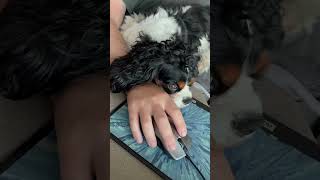Cavalier King Charles Spaniel Helps To Work