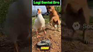Anjing Meledak, Angsa Tertawa #videoviral #videolucu #videolawak