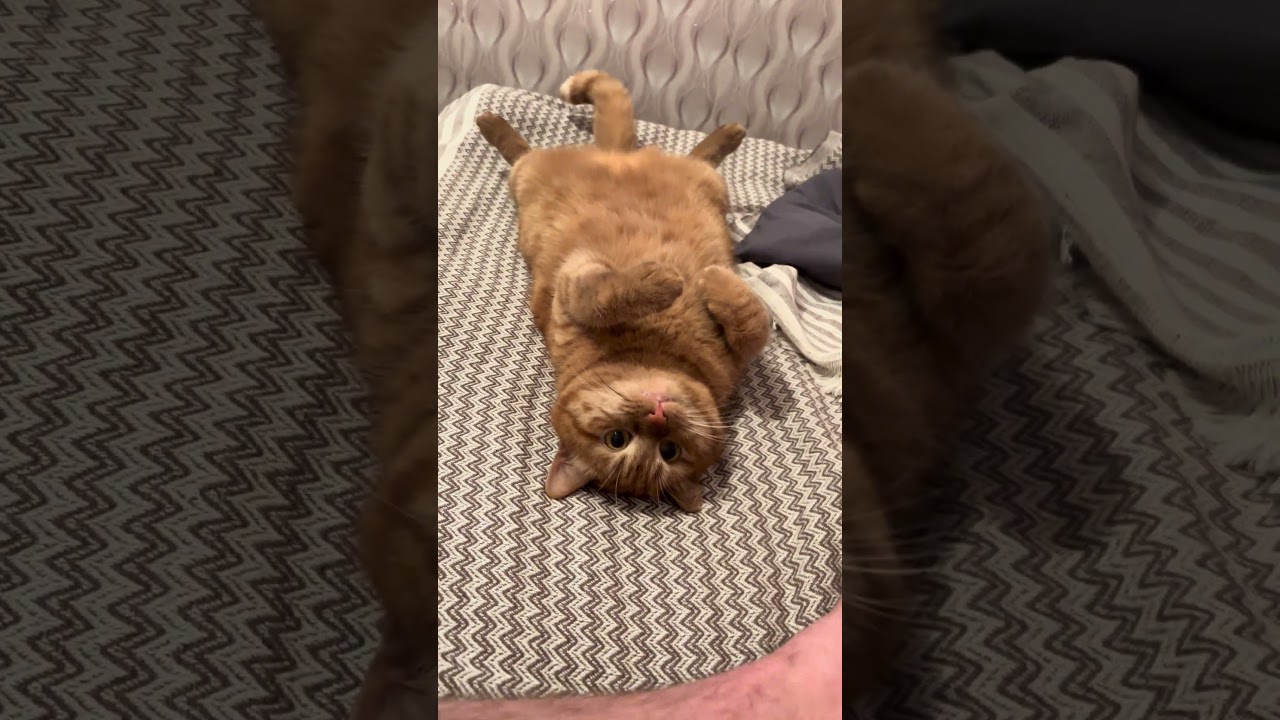 Вы видите кота,который понял эту жизнь и кайфует от нее!Кожаные за него делают все!