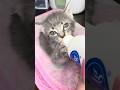Bubba Still Needs His Bottle 🍼 | 7 Week Old Kitten Weaning #kitten #kittens #rescue #foster