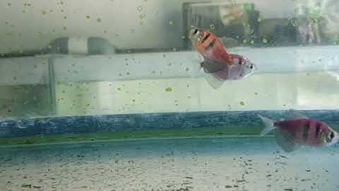 Mahesa music -SEMAKIN SAYANG SEMAKIN KEJAM