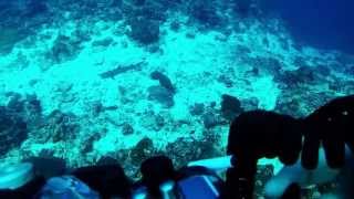 White-tipped reef shark, Bunaken Island, Sulawesi