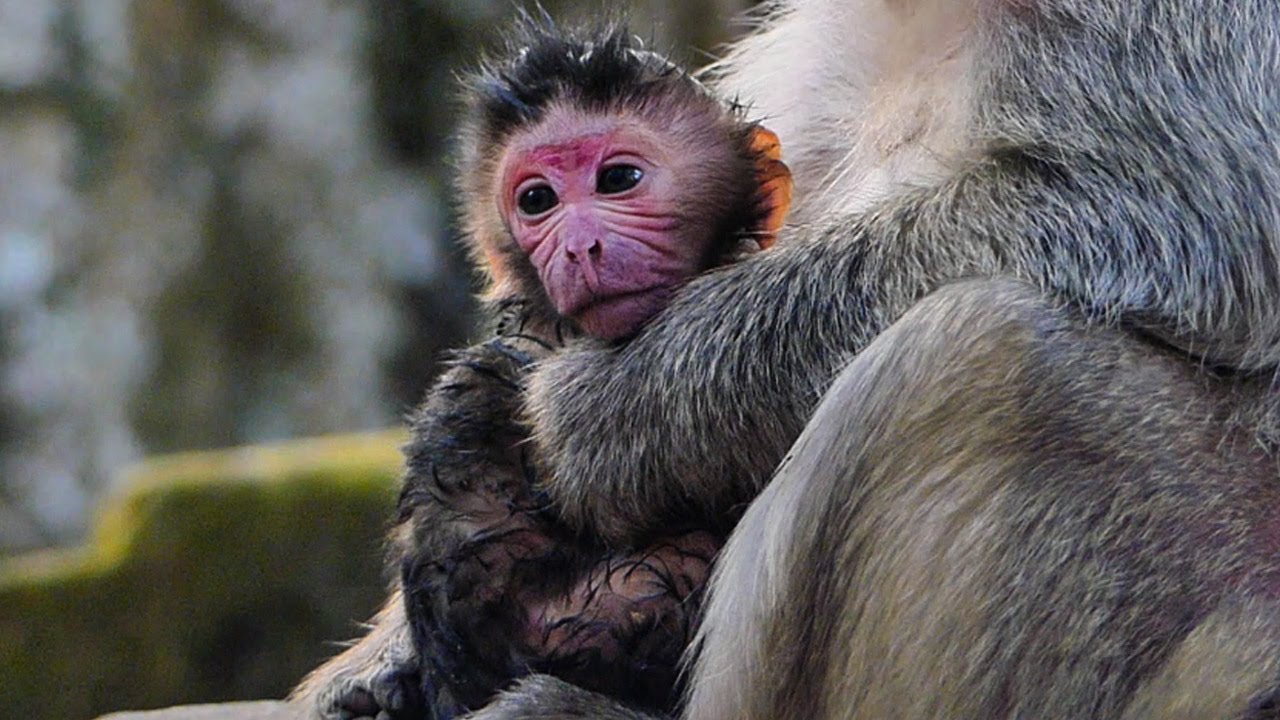 Gorgeous new born baby monkey Scarlet is boy so cute huge healthy strong