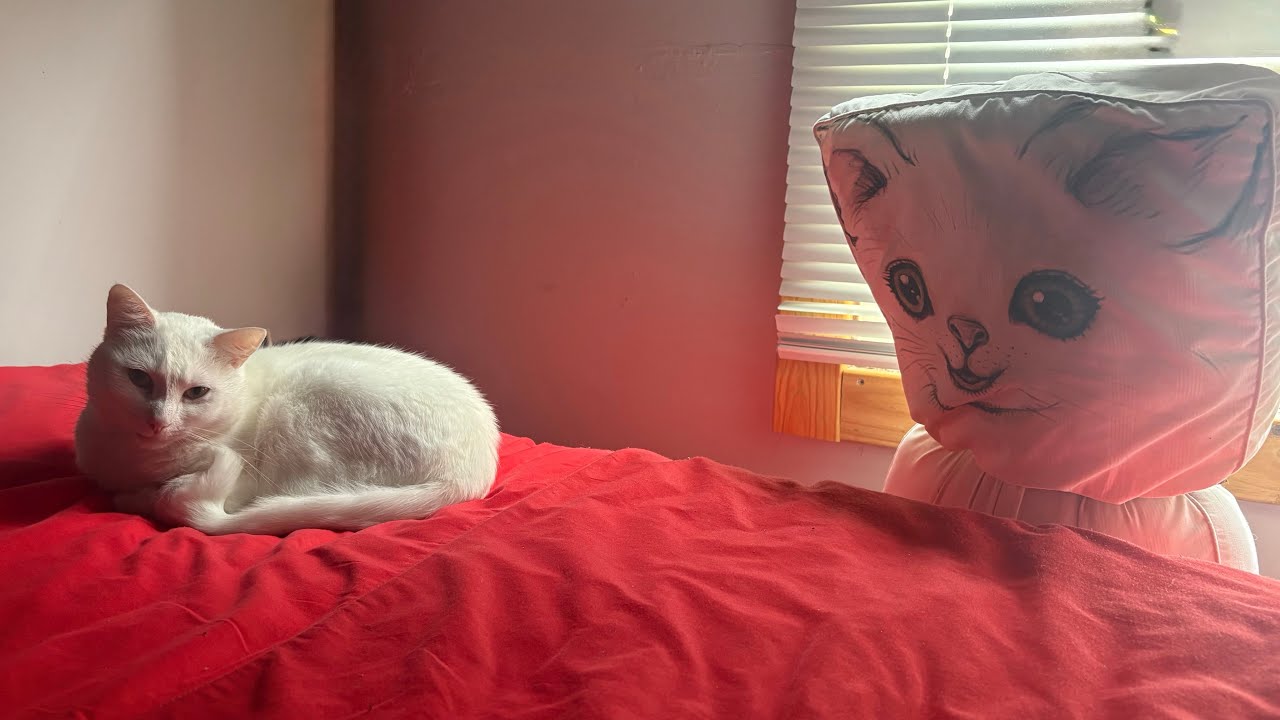 Budget Toys For Cats #1  Whack-A-Mole