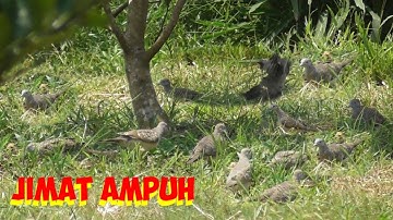 Jebakan Perkutut Paling Simpel Bisa Dapet Rombongan