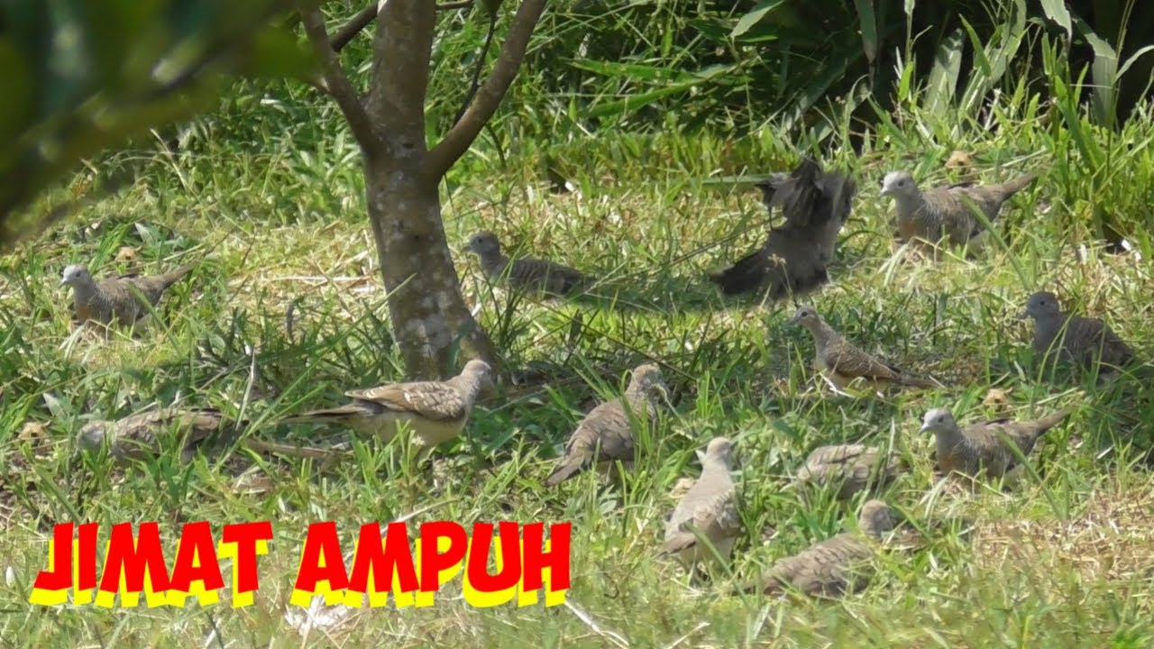 Jebakan Perkutut Paling Simpel Bisa Dapet Rombongan