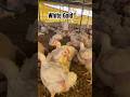 ￼white Gold 💸🐓 #bussiness #whitegold #farming #trending #viralvideo #kamranvlogs100