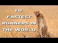 Top 10 Fastest Animals in the World: Fastest Runners in the Animal Kingdom - FreeSchool